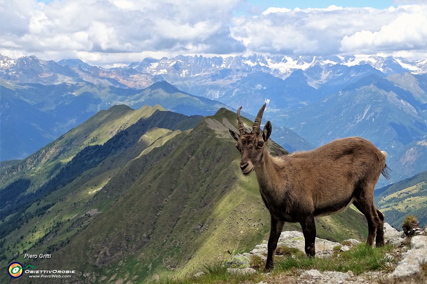 43 In Corno Stella con stambecco su sfondo Alpi Retiche.JPG